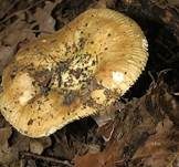 Grünverfärbender Täubling, Foto 7