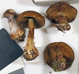 Grünvioletter Klumpfuß, Foto 5