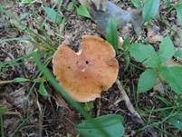 Grünvioletter Klumpfuß, Foto 6