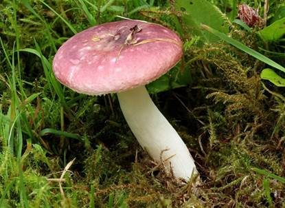 Grünvioletter Täubling, Foto 4