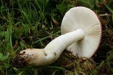 Grünvioletter Täubling, Foto 7