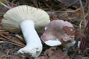 Grünvioletter Täubling, Foto 1