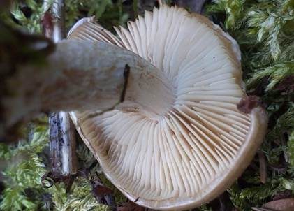 Gummischüppling, Foto 5
