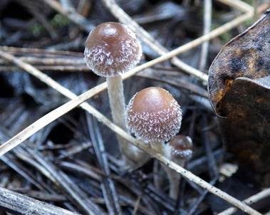 Haariger Faserling, Foto 2