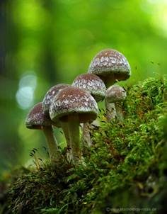 Haariger Faserling, Foto 5