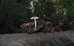 Haariger Zwergdachpilz, Foto 17