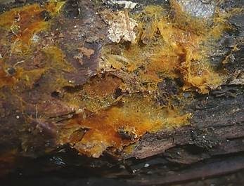 Haariges Filzgewebe, Foto 4