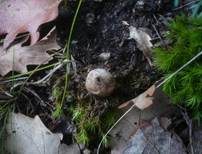 Hainbovist, Foto 6