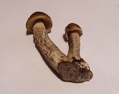 Hainbuchenröhrling, Foto 2