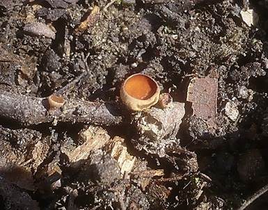 Hainbuchen-Stromabecher, Foto 2