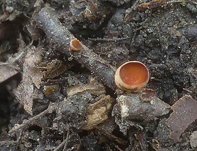 Hainbuchen-Stromabecher, Foto 3