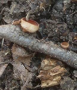 Hainbuchen-Stromabecher, Foto 5