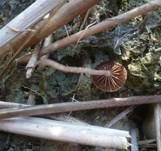 Halmfaserling, Foto 5