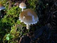 Beringter Schleimrübling, Foto 13