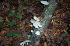 Beringter Schleimrübling, Foto 18