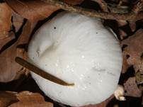 Beringter Schleimrübling, Foto 33