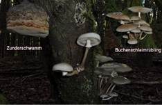 Beringter Schleimrübling, Foto 35