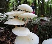 Beringter Schleimrübling, Foto 44