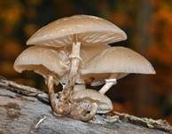 Beringter Schleimrübling, Foto 47