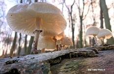 Beringter Schleimrübling, Foto 54