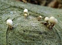 Beringter Schleimrübling, Foto 8
