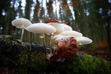 Beringter Schleimrübling, Foto 70