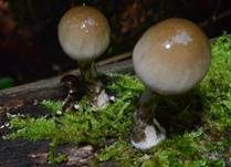 Beringter Schleimrübling, Foto 10