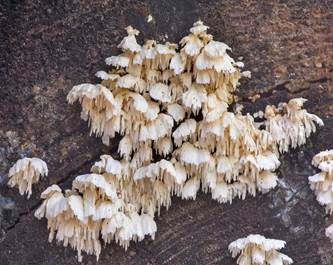 Hängender Eggenpilz, Foto 2