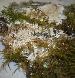 Harziger Wachsporling, Foto 3