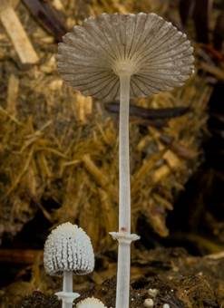 Beringter Tintling, Foto 3