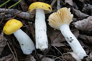 Haseldottertäubling, Foto 1