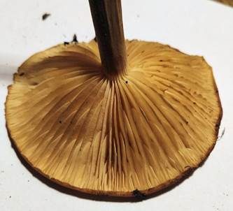 Hauhechel-Samtfußrübling, Foto 5