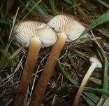 Hauhechel-Samtfußrübling, Foto 9