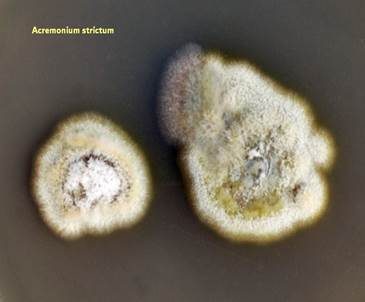 Hefeähnlicher Schimmelpilz, Foto 3