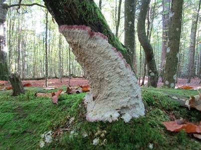 Heidelbeer-Kammpilz, Foto 2