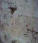 Heidelbeer-Kammpilz, Foto 23