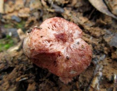 Heidetrüffel, Foto 2