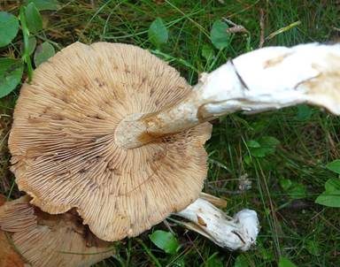 Heller Wurzelfälbling, Foto 4