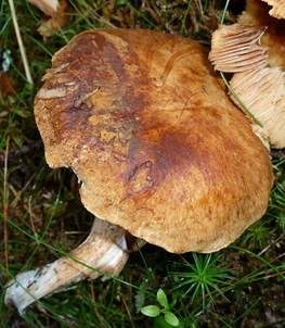 Heller Wurzelfälbling, Foto 5