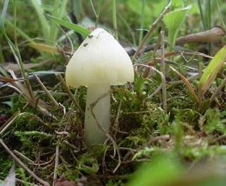 Hellergelber Konradii-Saftling, Foto 2