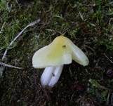 Hellergelber Konradii-Saftling, Foto 7