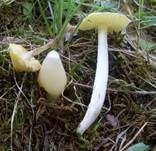 Hellergelber Konradii-Saftling, Foto 8