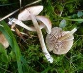 Hellfarbener Rötling, Foto 6