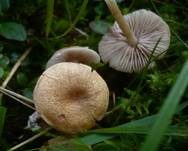 Hellfarbener Rötling, Foto 7