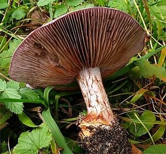 Hellstieliger Violett-Klumpfuß, Foto 2