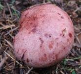 Beschleierter Purpur-Schneckling, Foto 10
