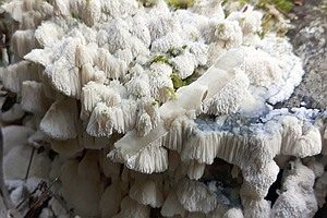 Herablaufender Steifporling, Foto 1