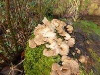 Herber Zwergknäueling, Foto 26
