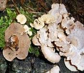 Herber Zwergknäueling, Foto 27