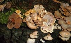 Herber Zwergknäueling, Foto 32